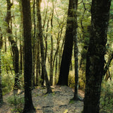 Grünes Zedernparfum