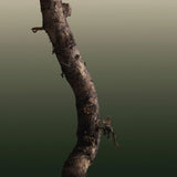 Grünes Zedernparfum