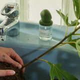I Fig You Perfume